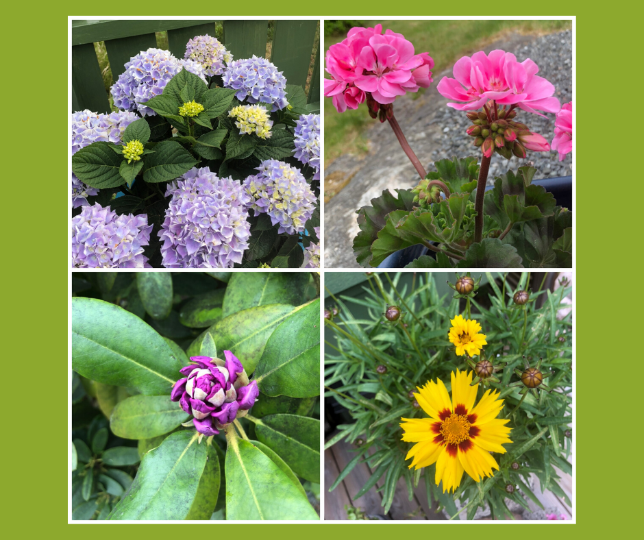 Stillhet og vakre blomster i omgivelsene er god oppladning når man trenger å rydde plass og sortere tanker for det nye som kommer.