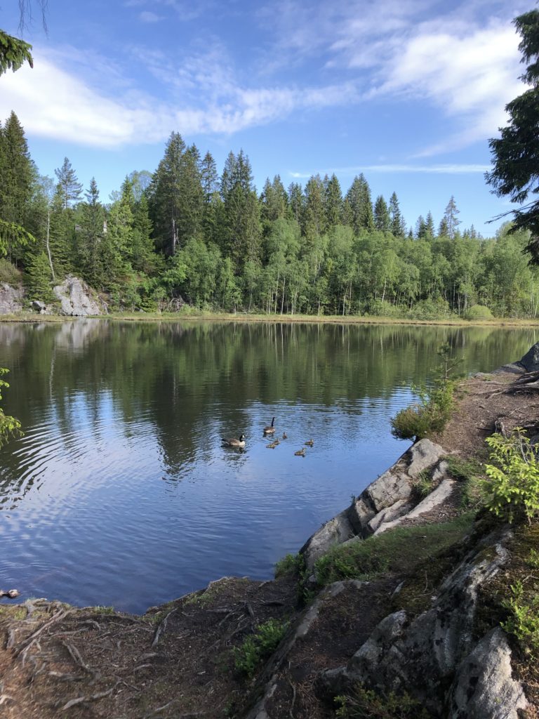 For disse gåsungene var det trygt og godt sammen med mor og far